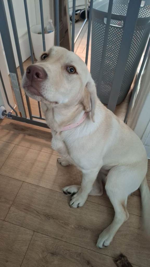 Lab for sale 