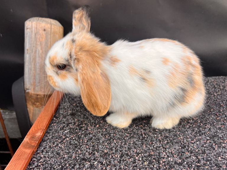 MALE TRI COLOUR MINI LOP