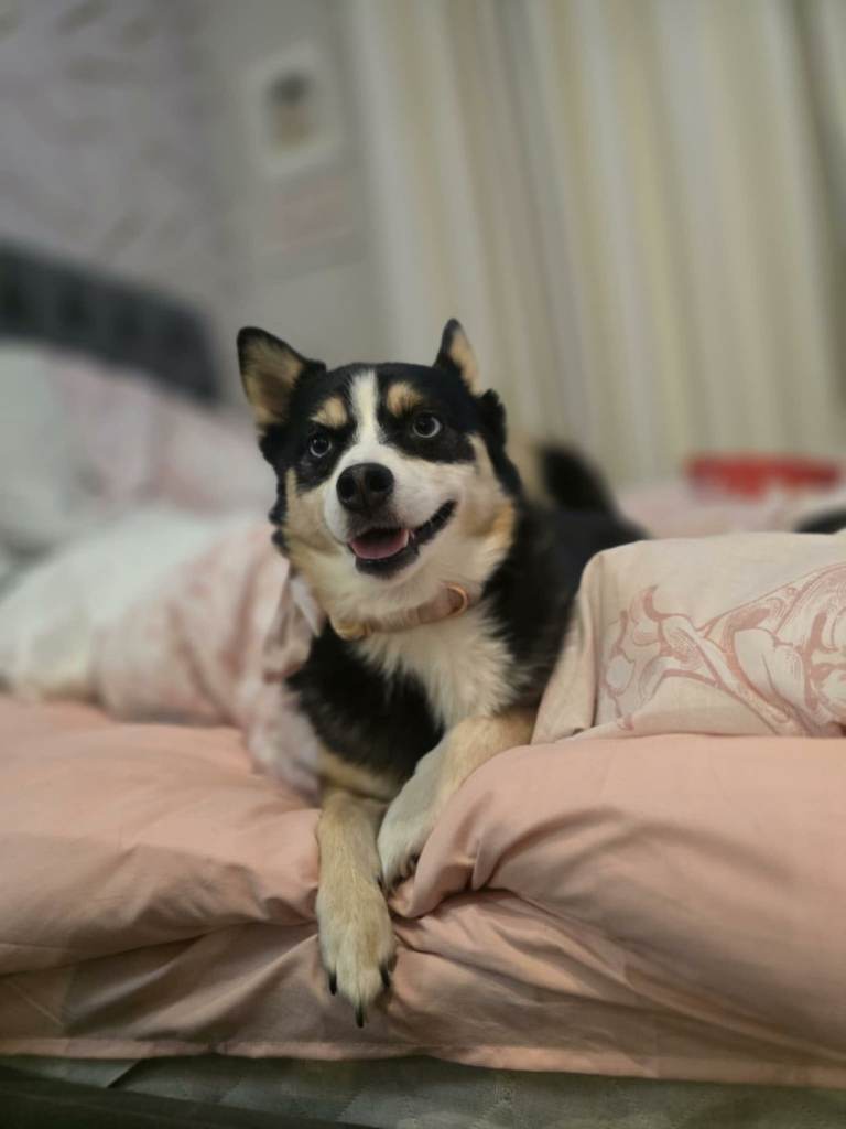 Sad sale of female pomsky