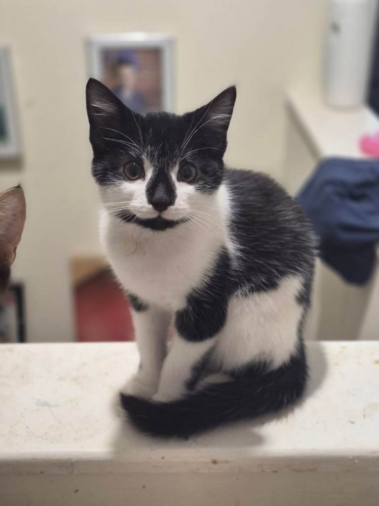 2 kittens