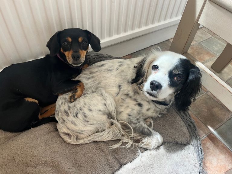 2 dogs for new home