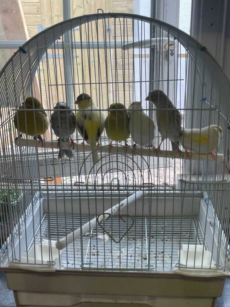 canaries