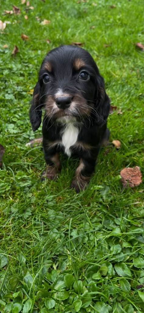 Cocker spaniel pups kc registered | in Dungannon, County Tyrone | Gumtree