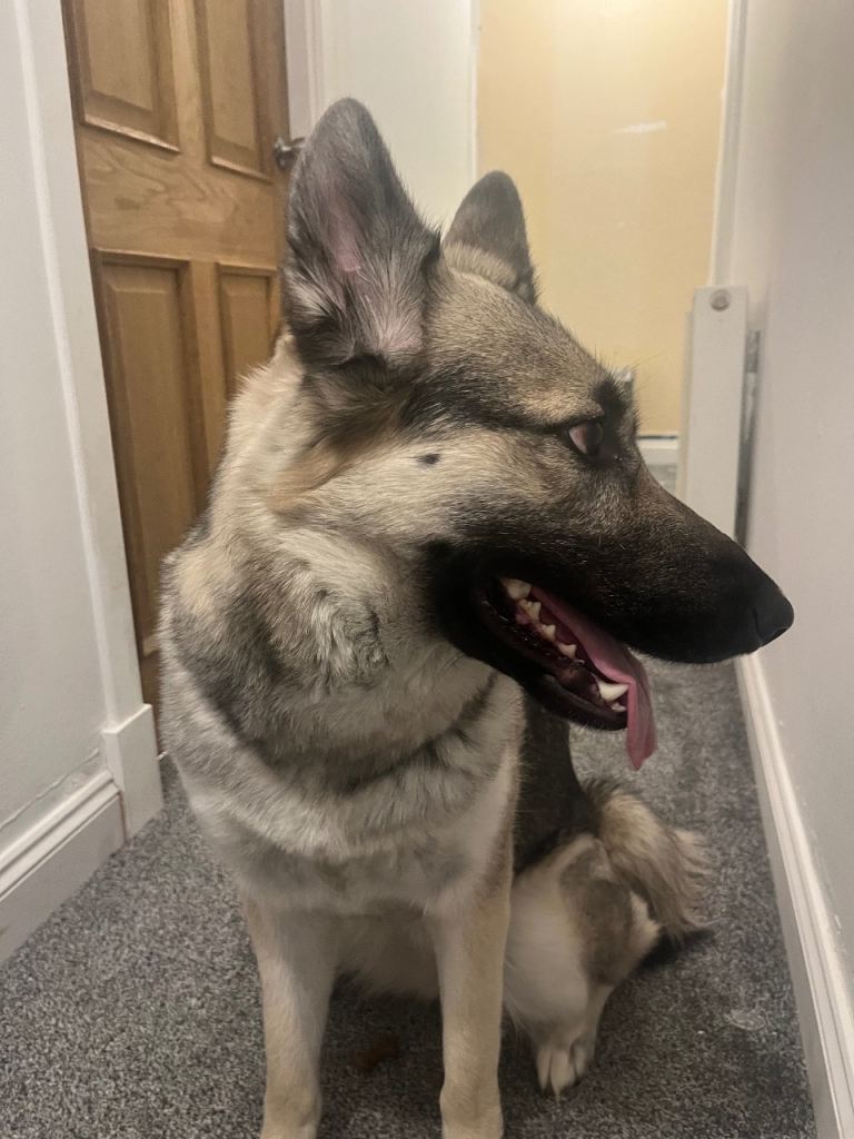 1 year old husky / German Shepard mix 