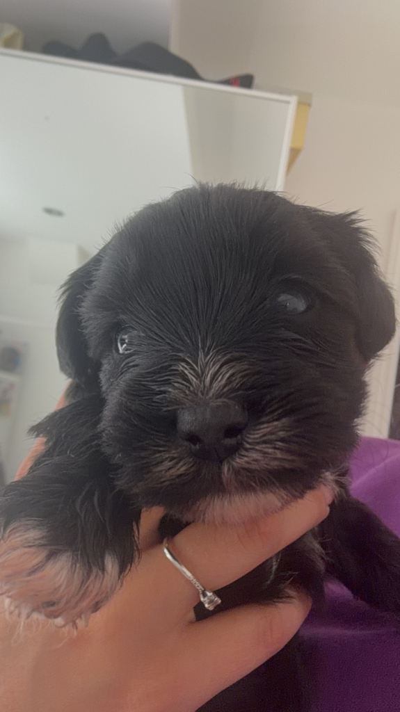 Bichon Frise x Yorkshire Terrier Puppies