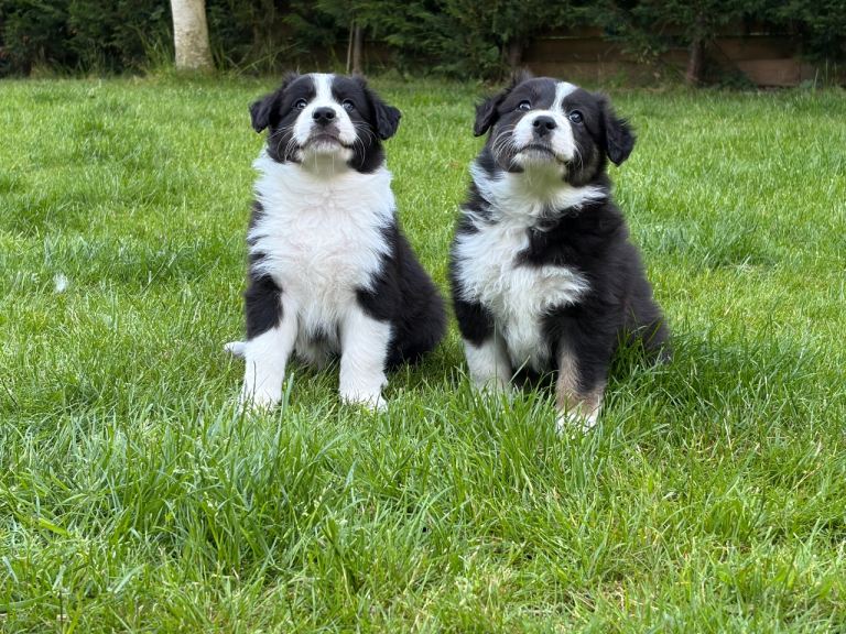 Border Aussie puppies 