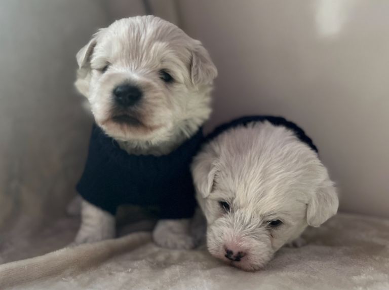 Bichon Frise x West highland terrier pups 
