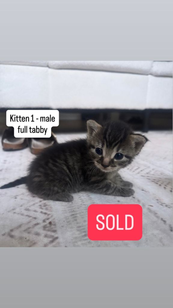 x4 kittens - x1 girl & x3 boys 
