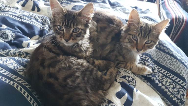 Tabby Kittens Boy & Girl