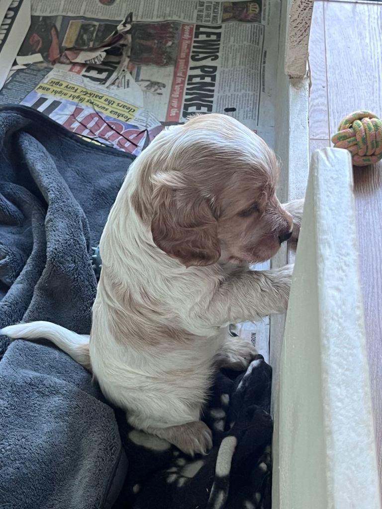Adorable Cocker Spaniel Puppy - Cream and Tan