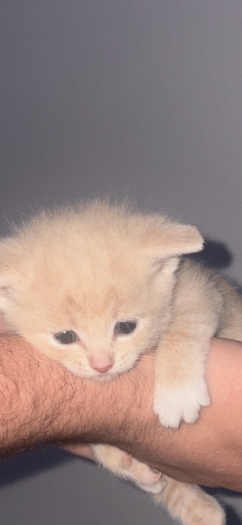 Kittens ready for home 