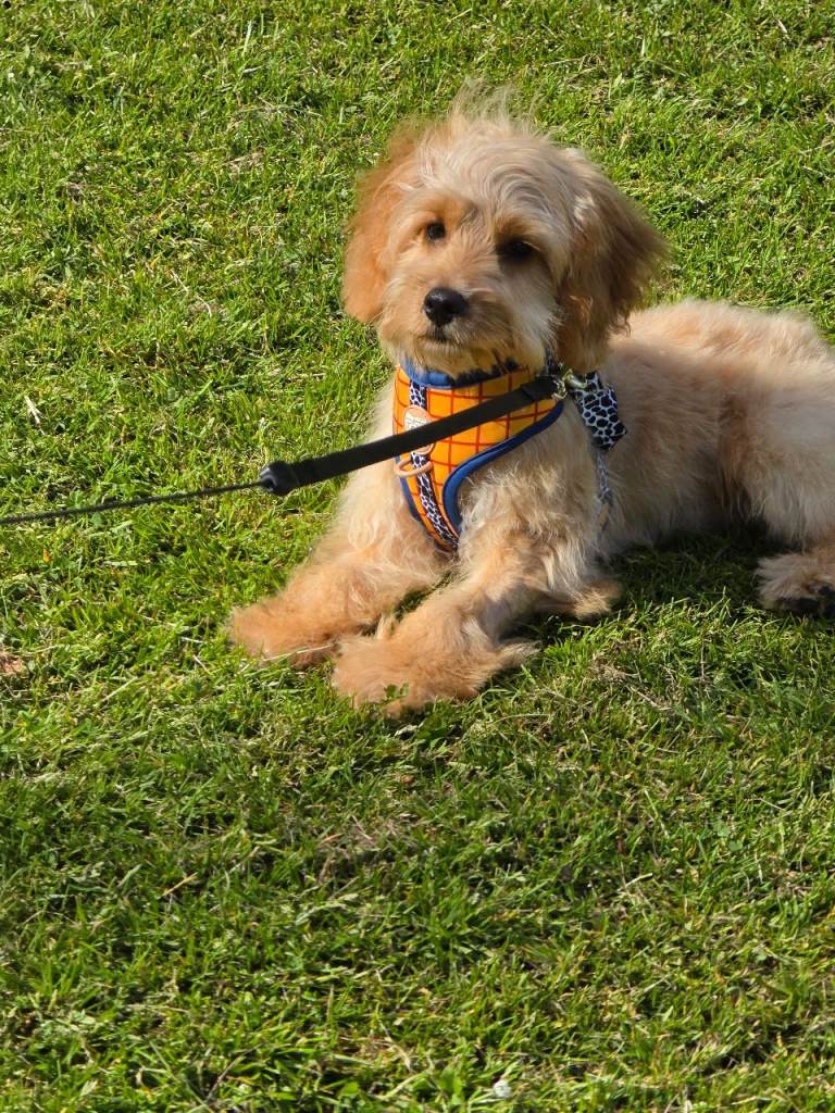 Puppy re homing 
