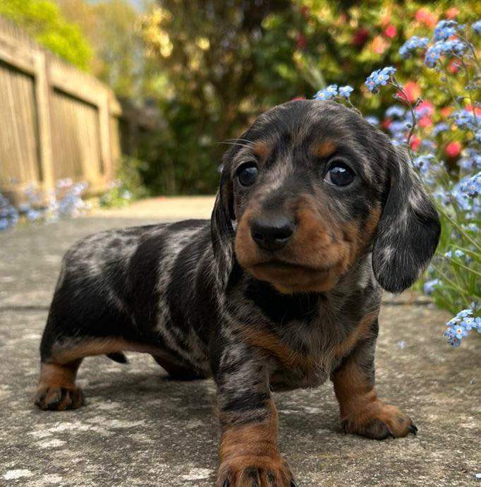Minature Short Haired Dachshunds