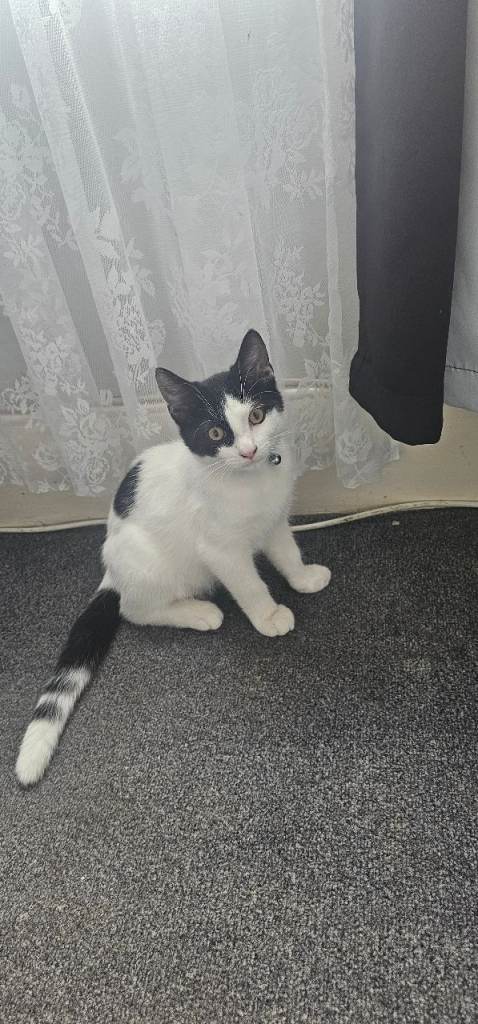 Kittens for sale