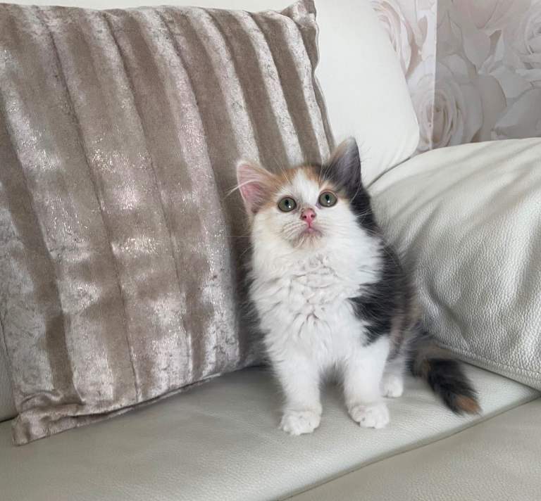 Two Long Haired Maine Coon / Ragdoll Cross Kittens females 
