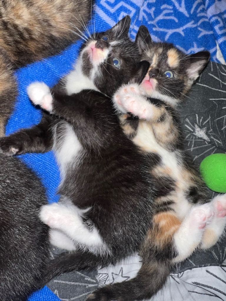 4 kittens ready 10 February 