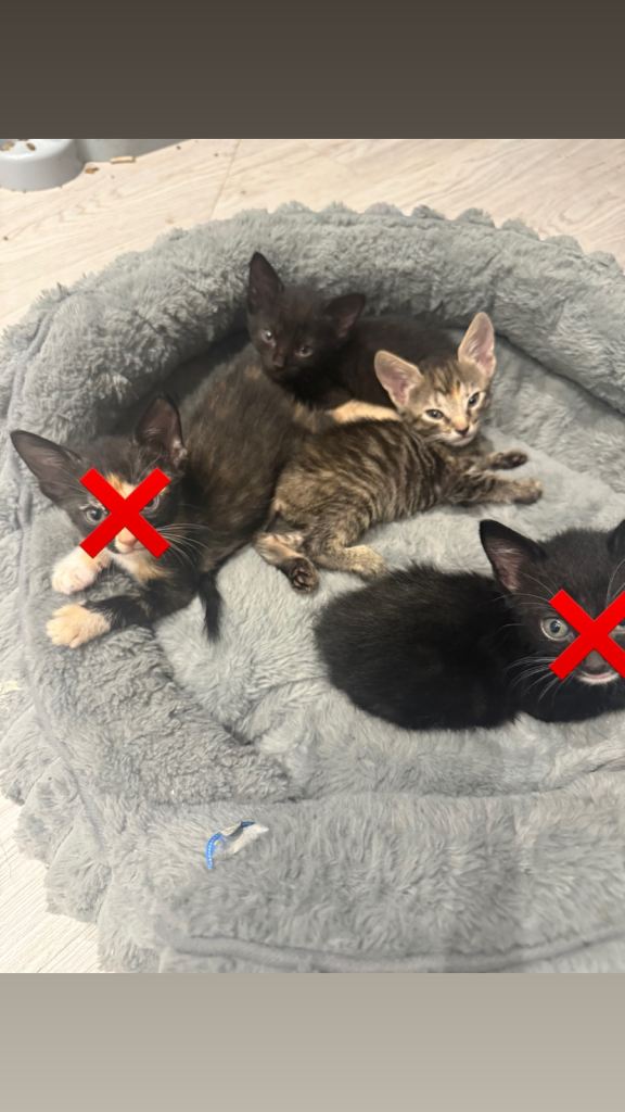 2 bengal/Tabby/black kittens for sale 