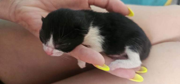 Little kitten, cat domestic shorthair