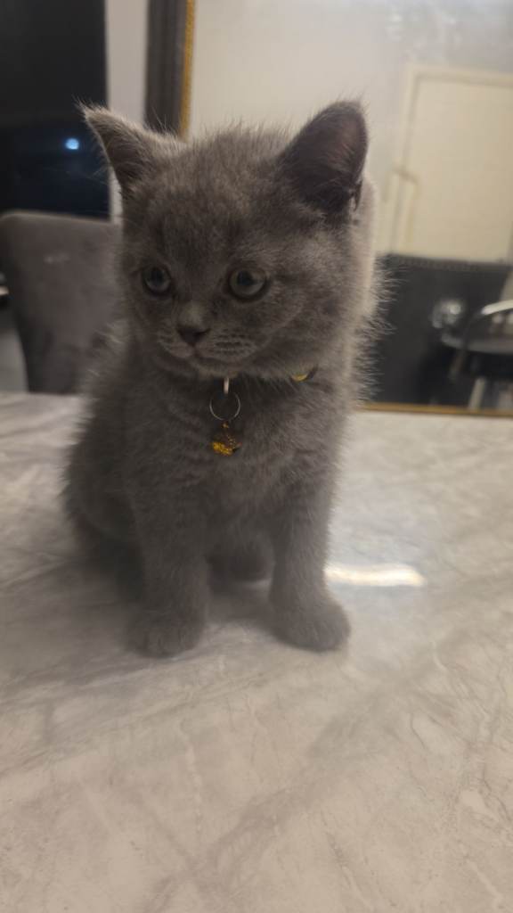 British shorthair 