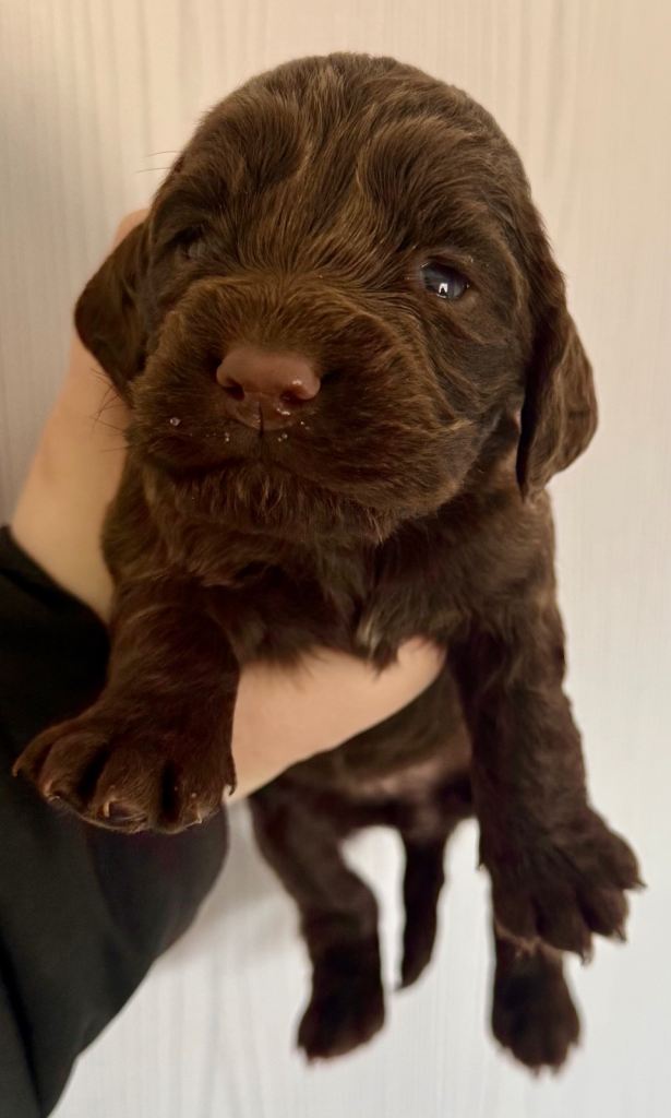 Gorgeous cocker spaniel puppies 