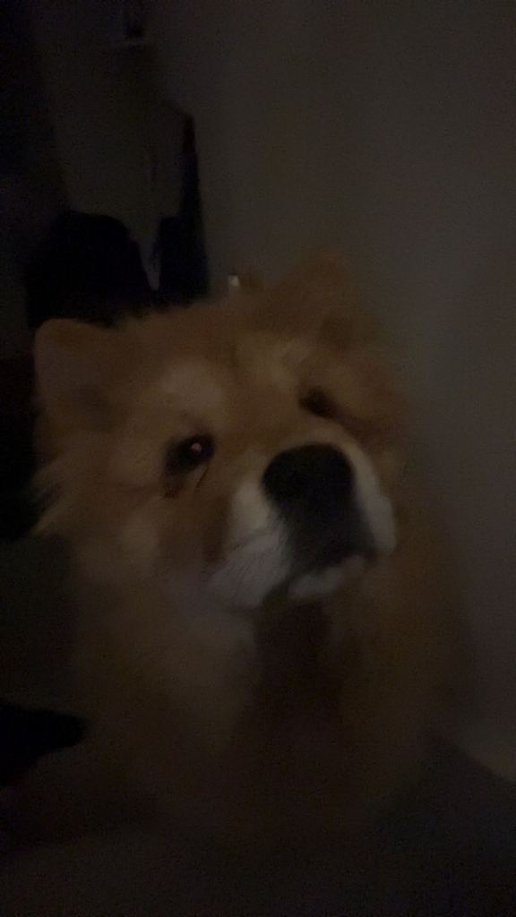 Chow chow puppies 4 month and 7 month 