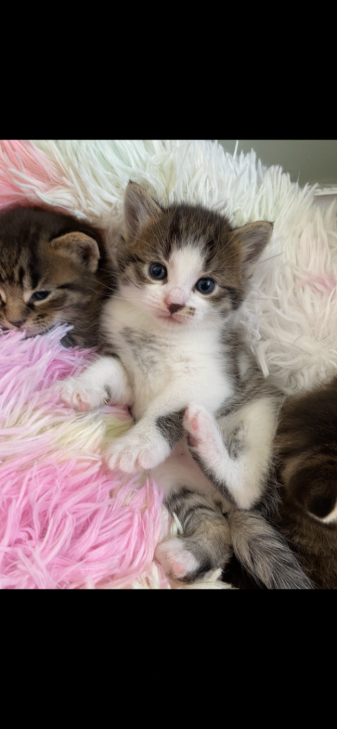 Kittens x4 tabby,blk,tabby white 2xmale,  2xFemale 