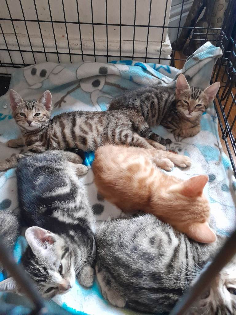 Mixed Bengal Kittens 