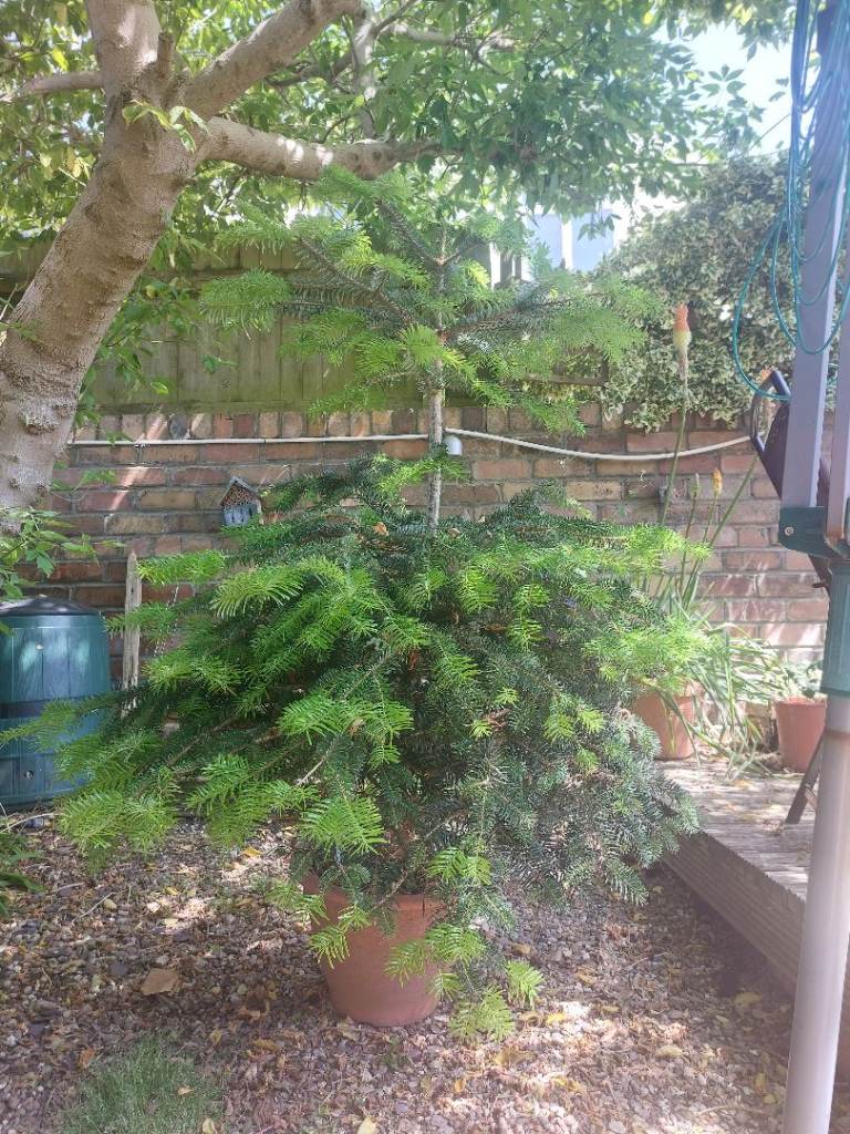 FREE: Christmas tree in pot