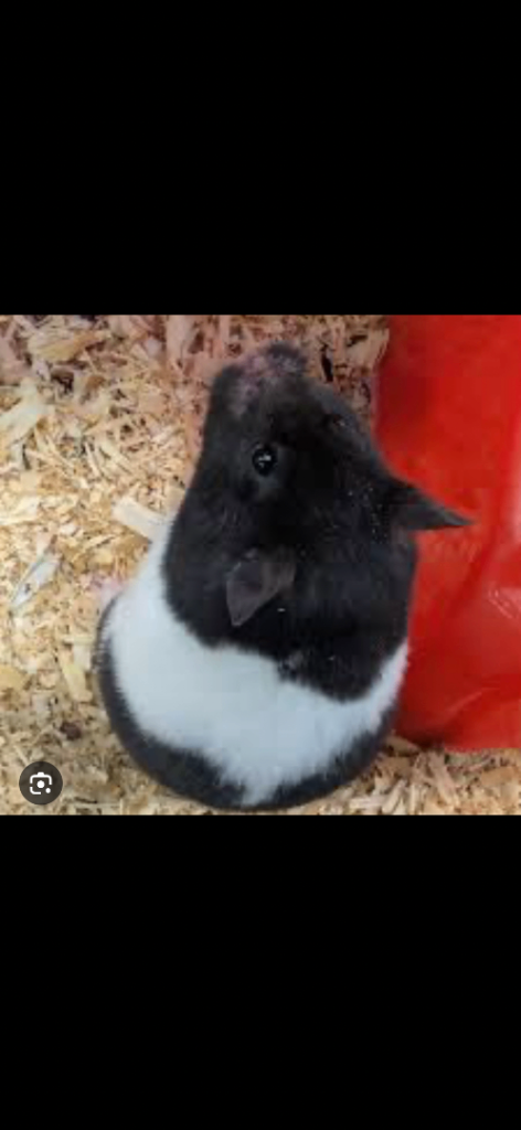 Hamster 