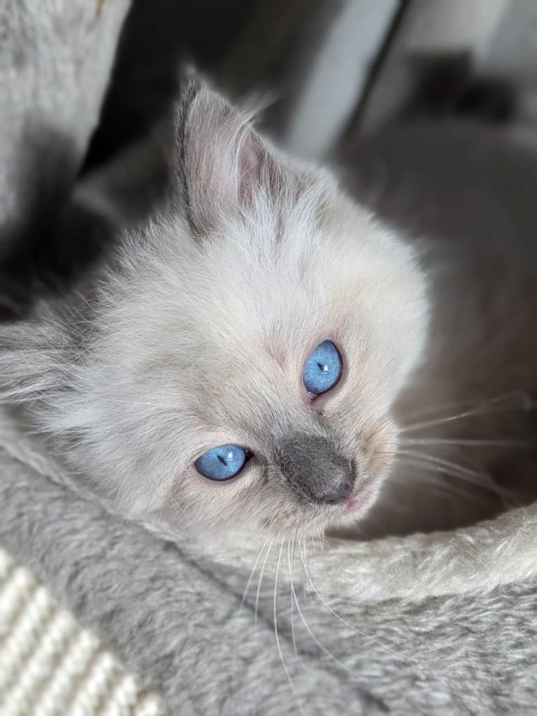 Beautiful ragdoll kitten for sale