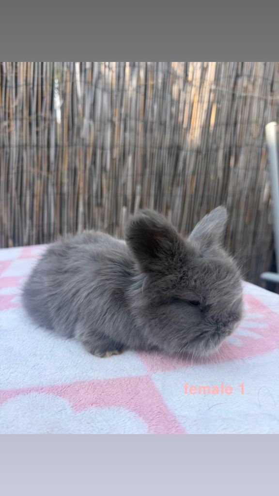 pedigree english angoras 