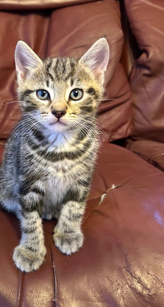 Gorgeous 8 week old tabby kitten 