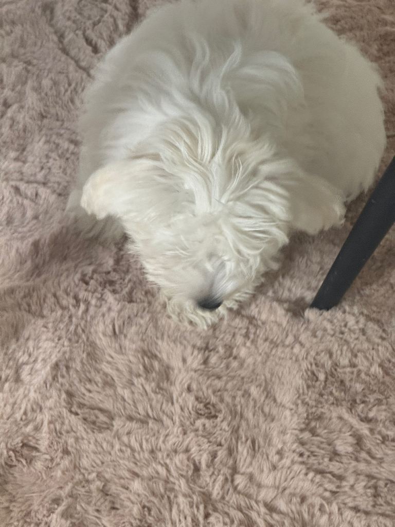 maltese puppies for sale