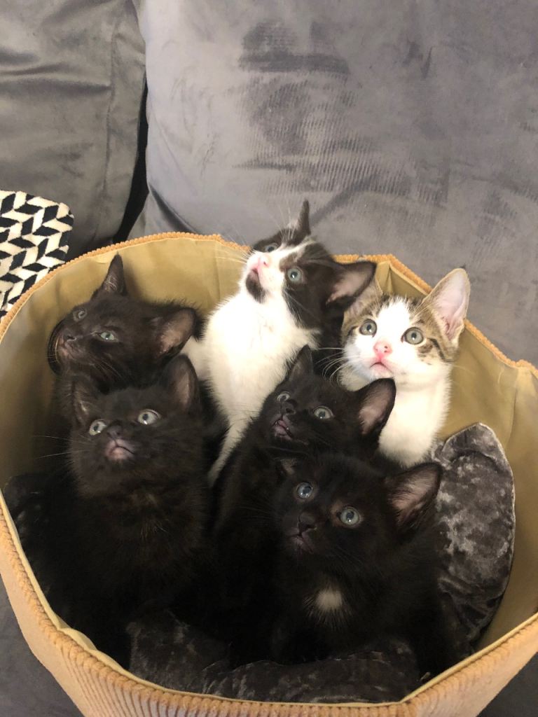 Lovely kittens ready to move in new house