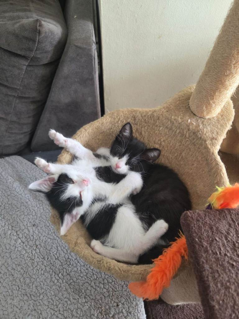 Beautiful kittens ready 