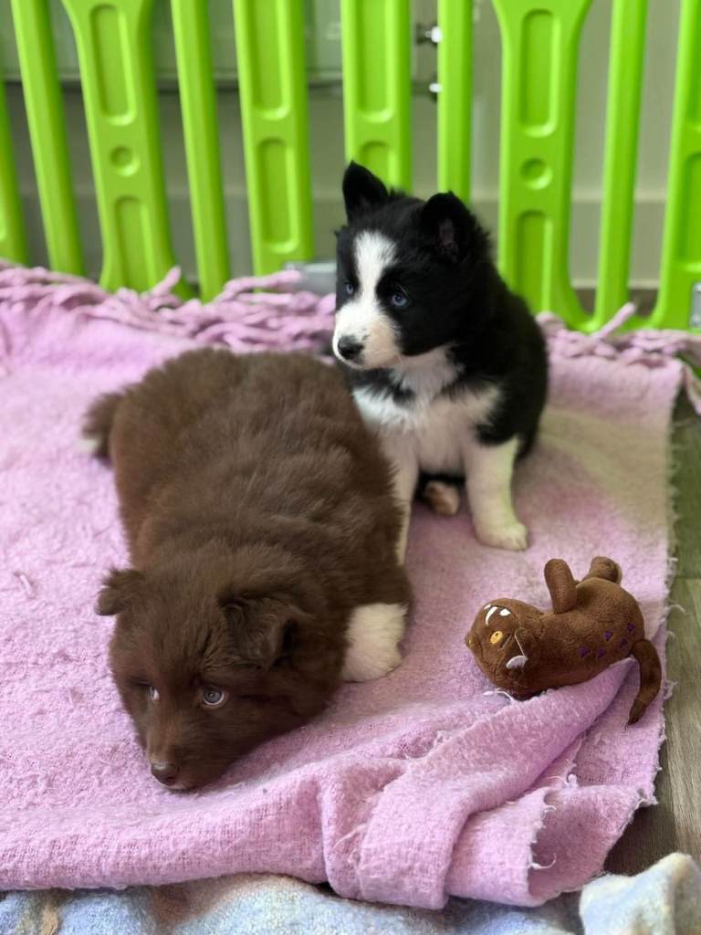 🐾🐶Three Pomsky Babies🐾🐶