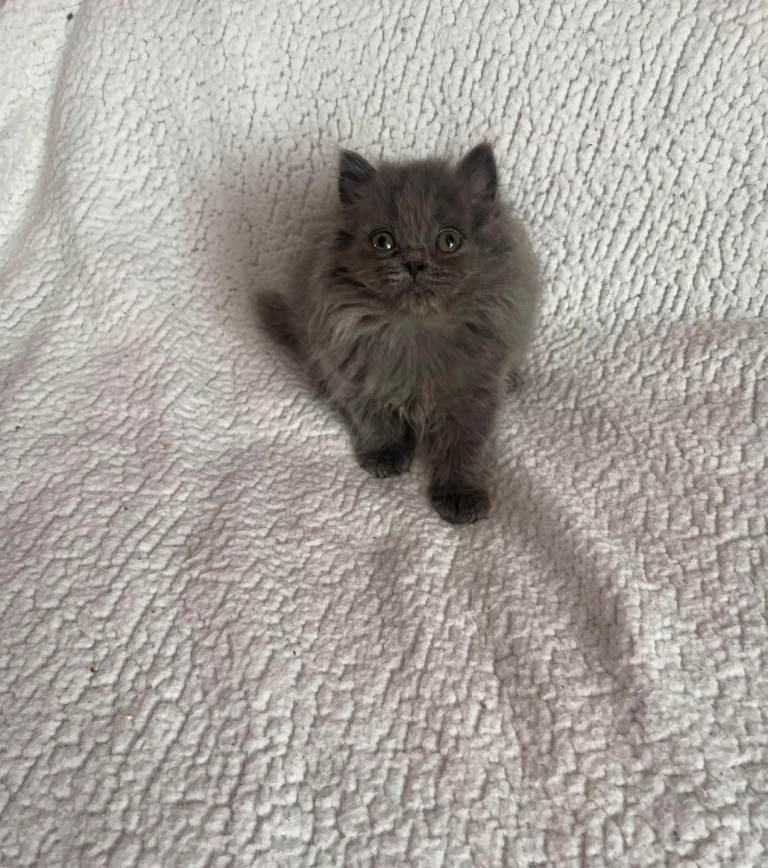 Beautiful blue british longhair