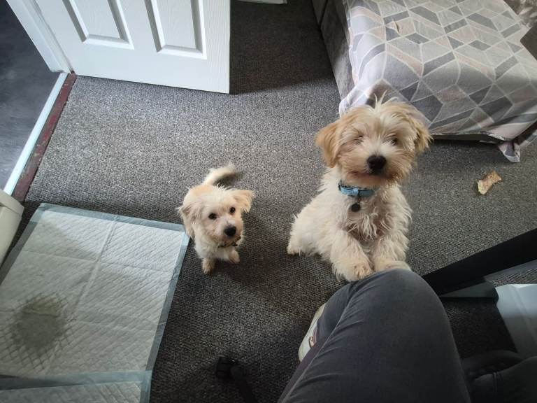 image for 2x boys Yorkshire Terrier cross bichon frise 