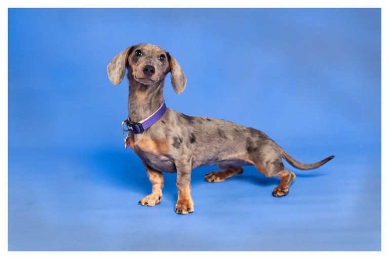 Female dapple miniature dachshund 