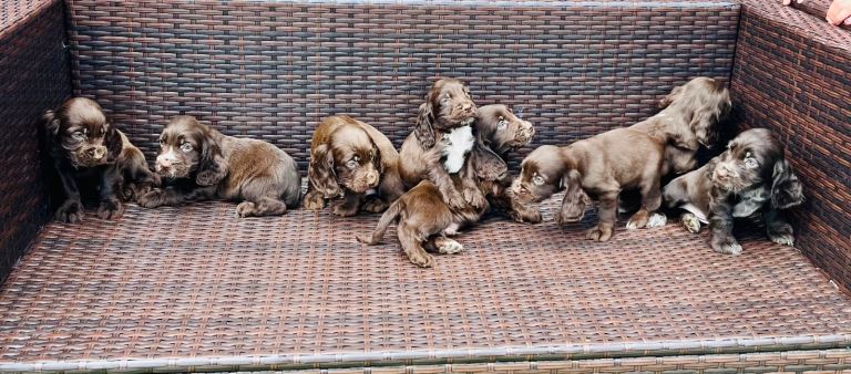 Cocker spaniel puppies 