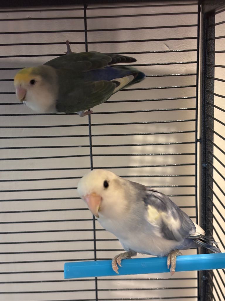 Lover birds 