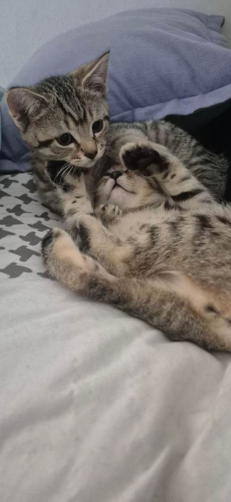 Kittens looking for loving home 