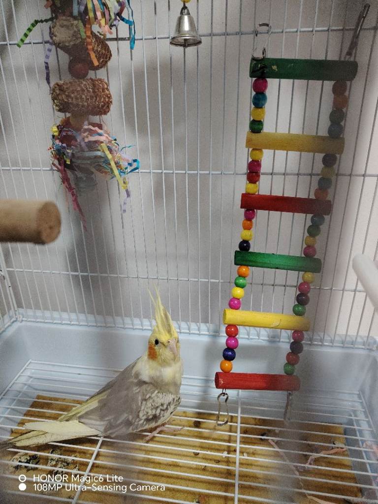 Gary the cocatiel 