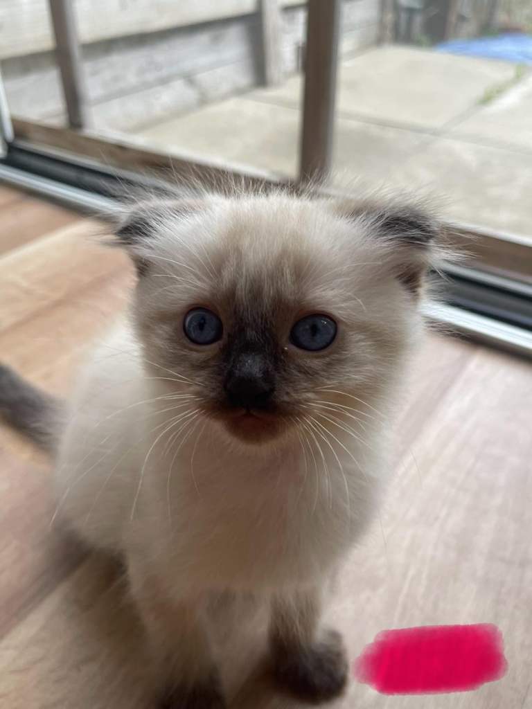 FOUR BEAUTIFUL BLUE‑EYED KITTENS – READY NOW