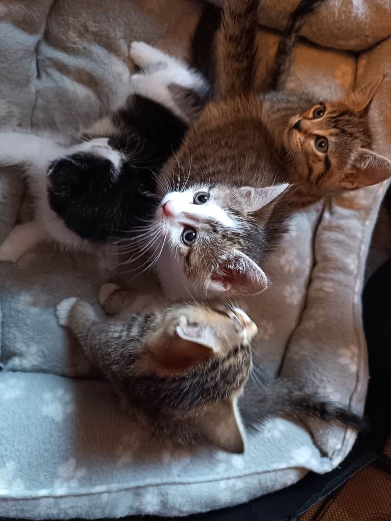 4 kittens available 