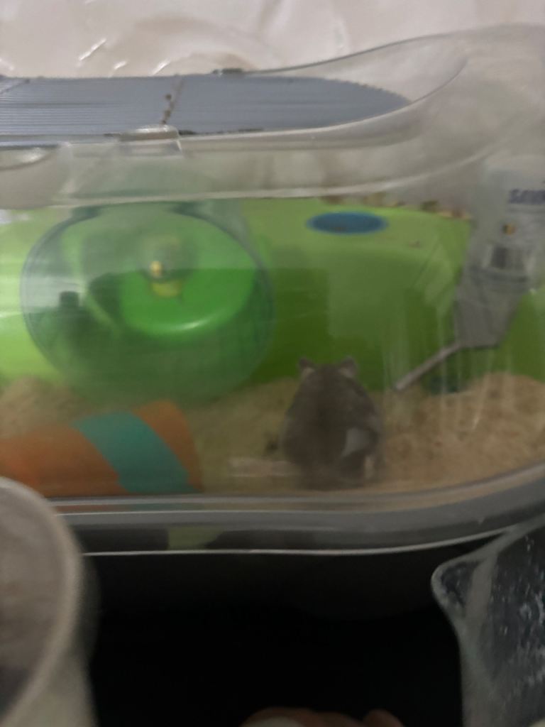 Three Russian hamsters 