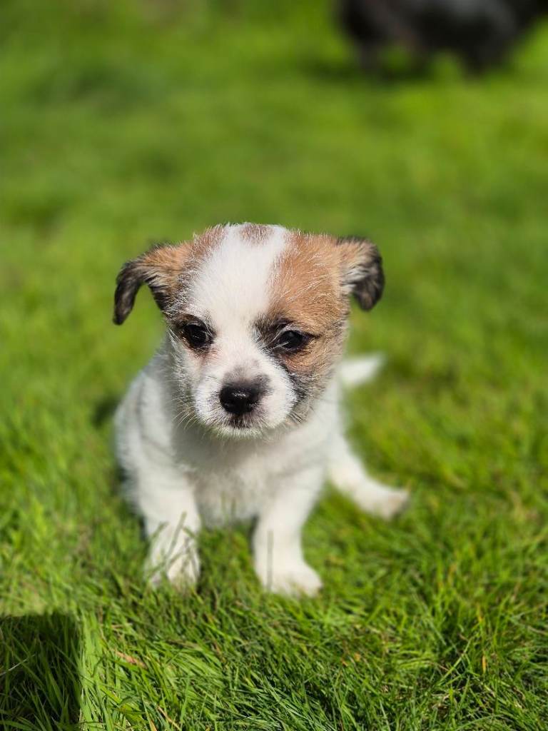 🐾 Beautiful Tiny Chorkie Puppies – Nearly 8 Weeks Old 🐾