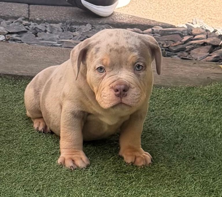 Top quality pocket bully pups for sale, READY NOW 