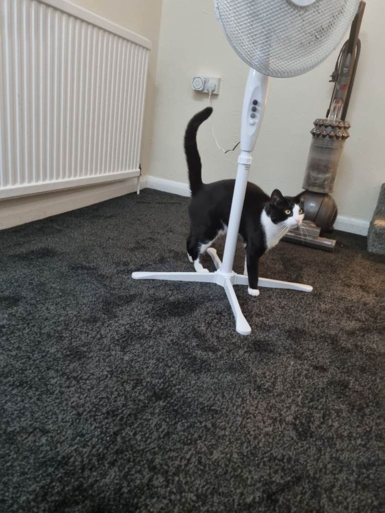 13 month old male kitten 