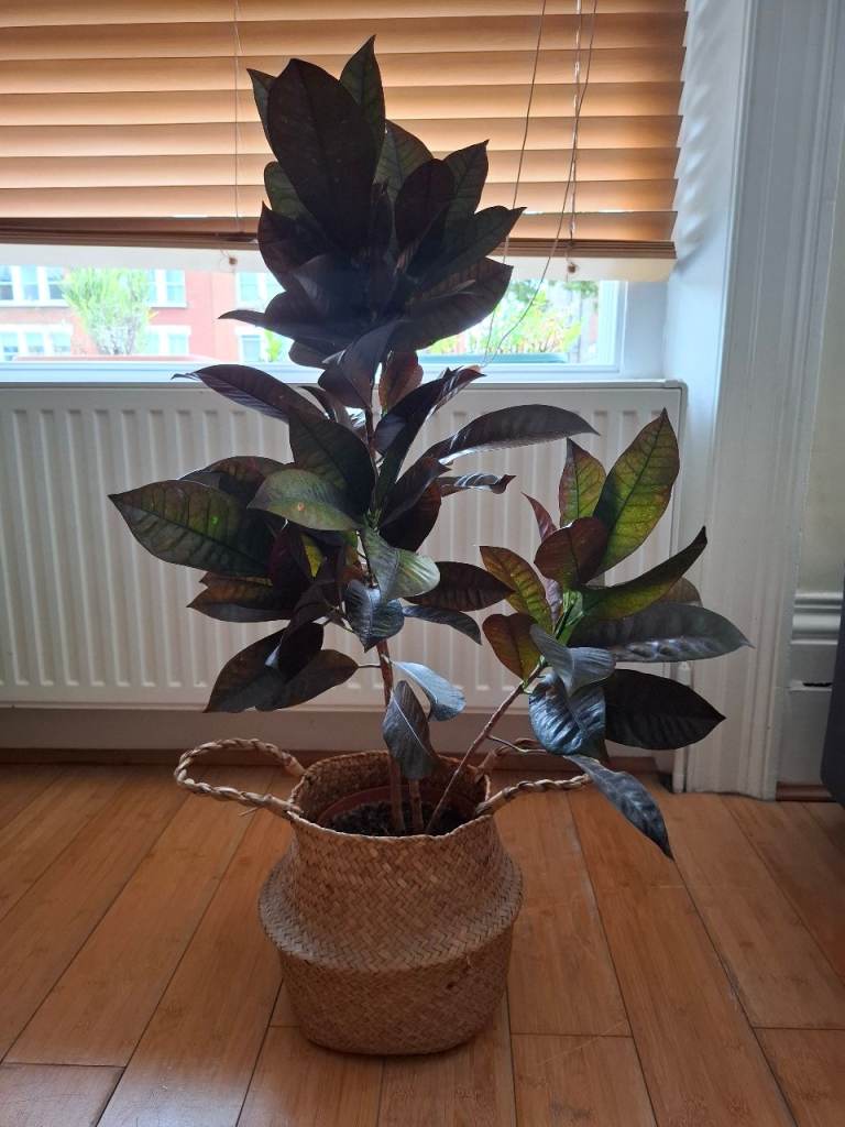 Healthy Houseplant with Woven Basket Pot